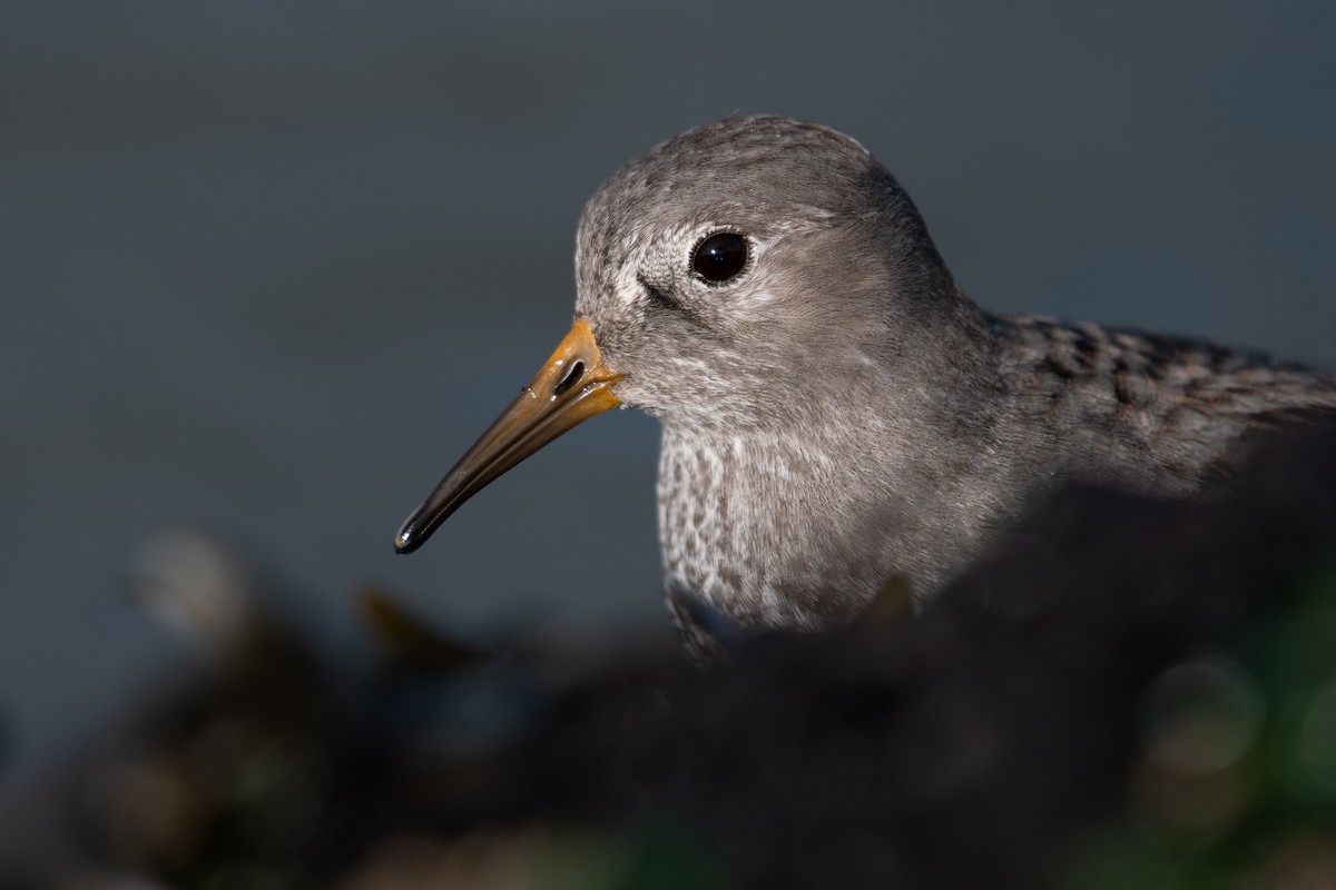 Rock Sandpiper (tschuktschorum) - Rajan Rao