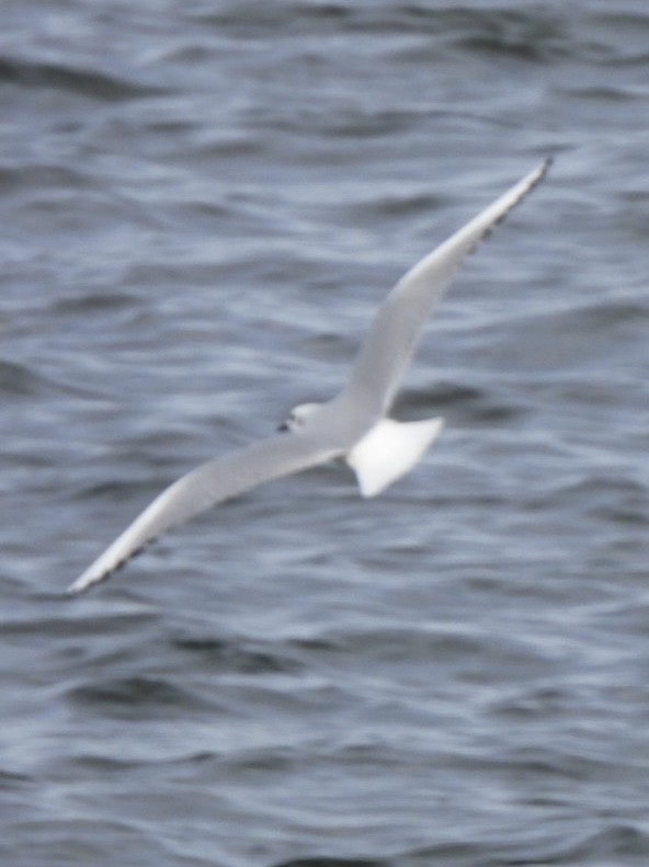 Bonaparte's Gull - ML501278421