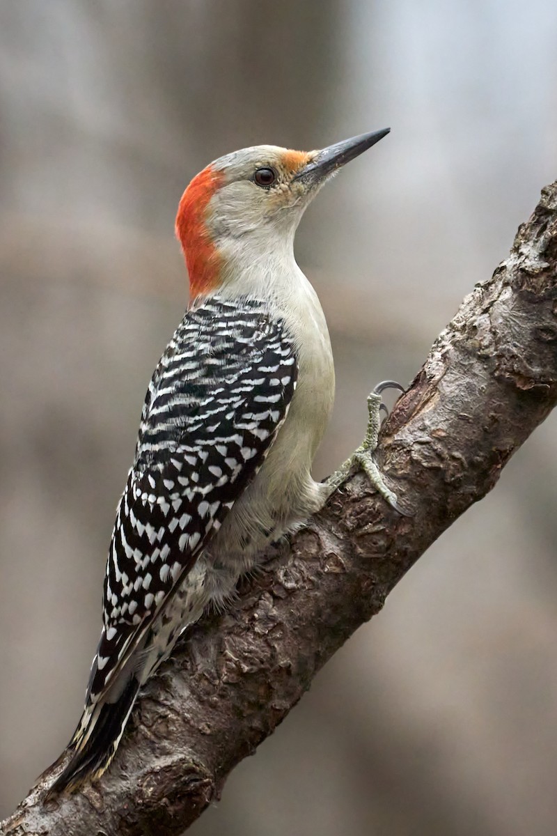 Red-bellied Woodpecker - ML501278771