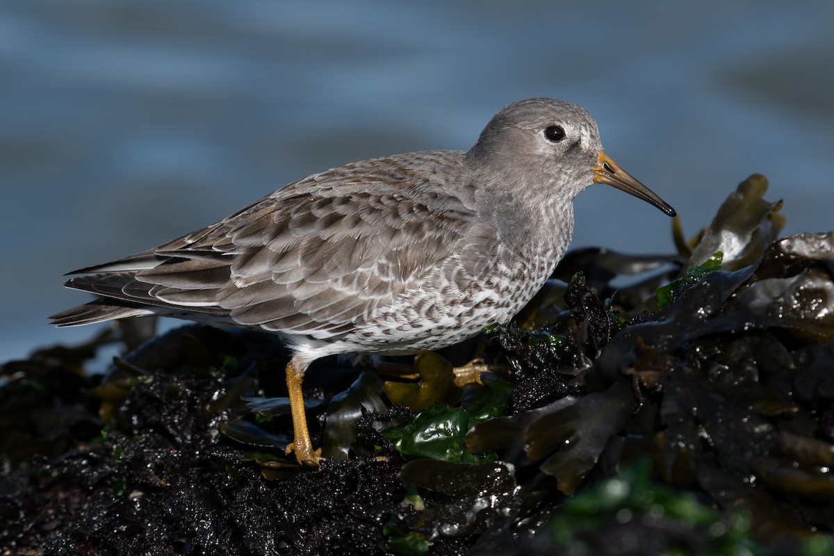 Rock Sandpiper (tschuktschorum) - ML501279061