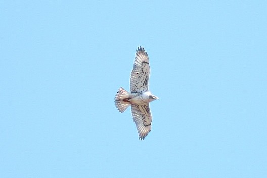 Ferruginous Hawk - ML501279511