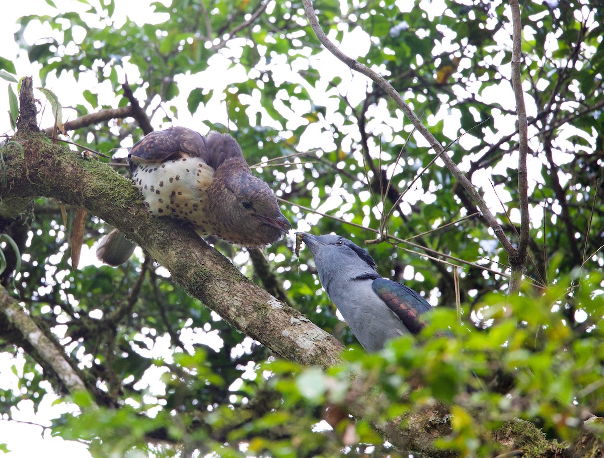 Cuckoo-roller - ML501279971