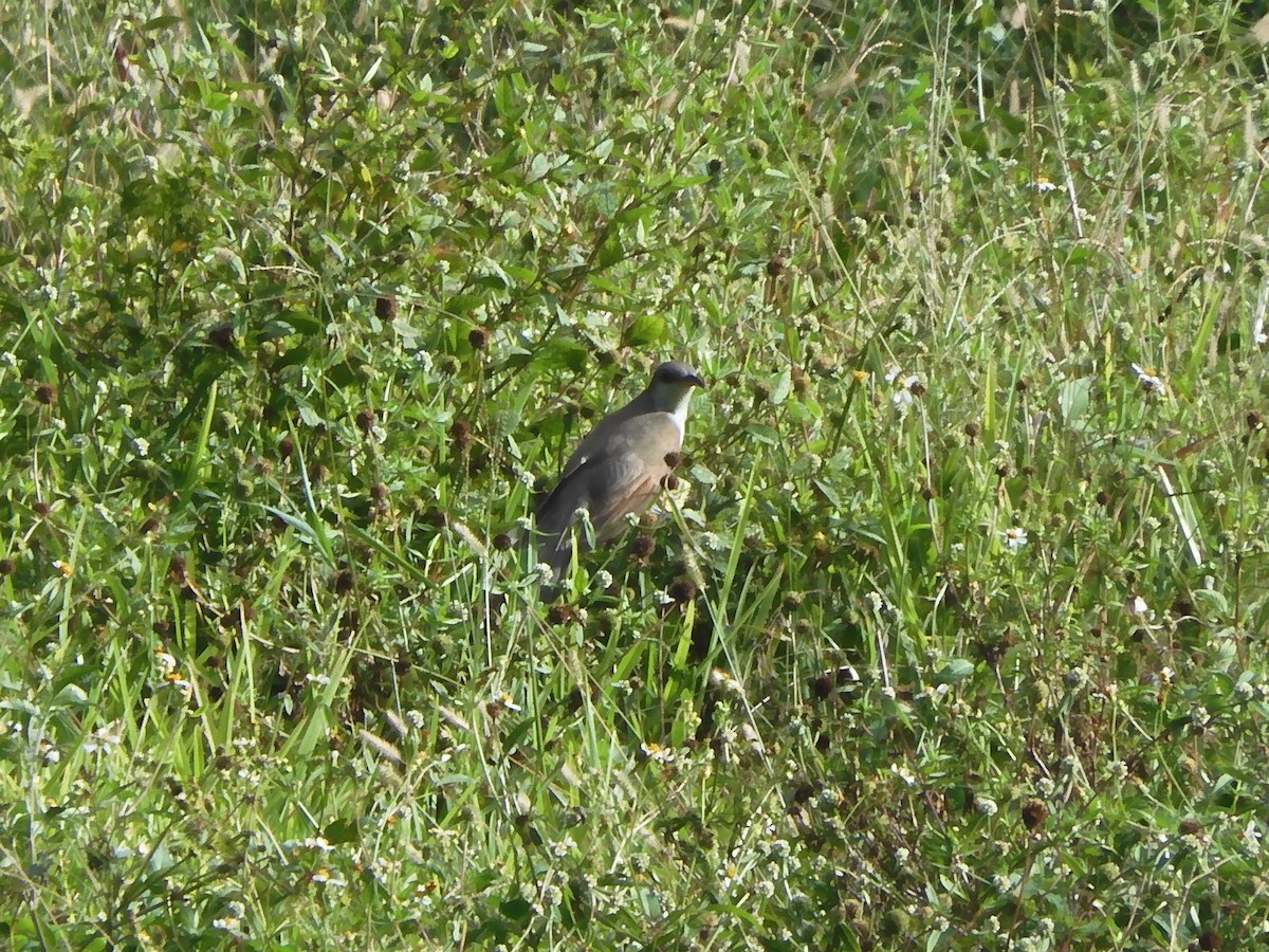 Yellow-billed Cuckoo - ML501280151