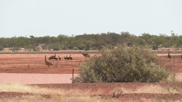 אמו - ML501280471