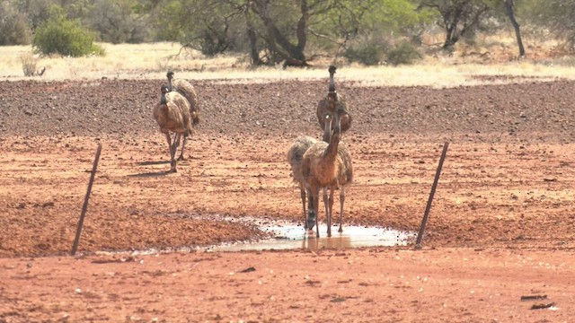 Émeu d'Australie - ML501280511