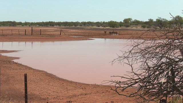 Émeu d'Australie - ML501280561