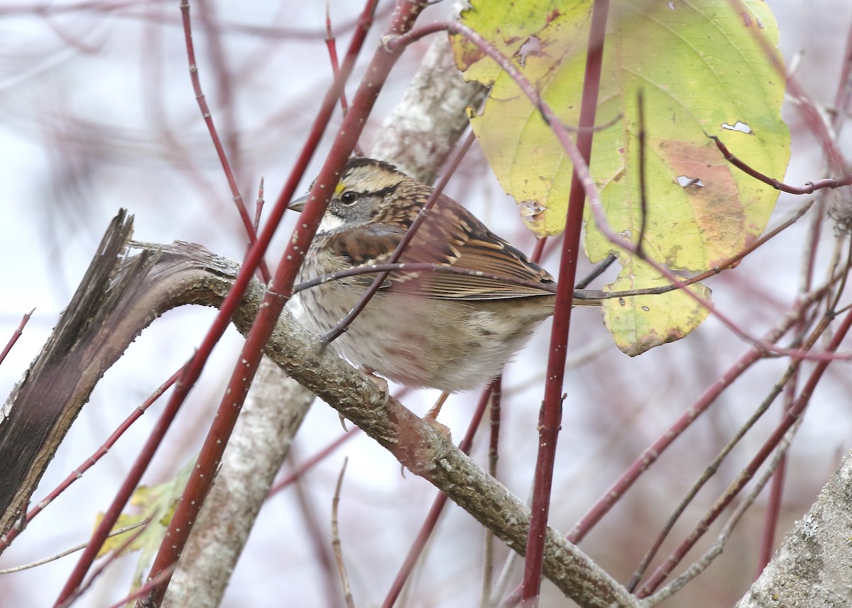 White-throated Sparrow - Jon Isacoff