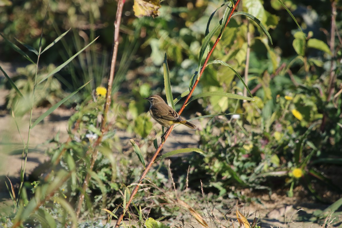 Palm Warbler - Rayka Petkova