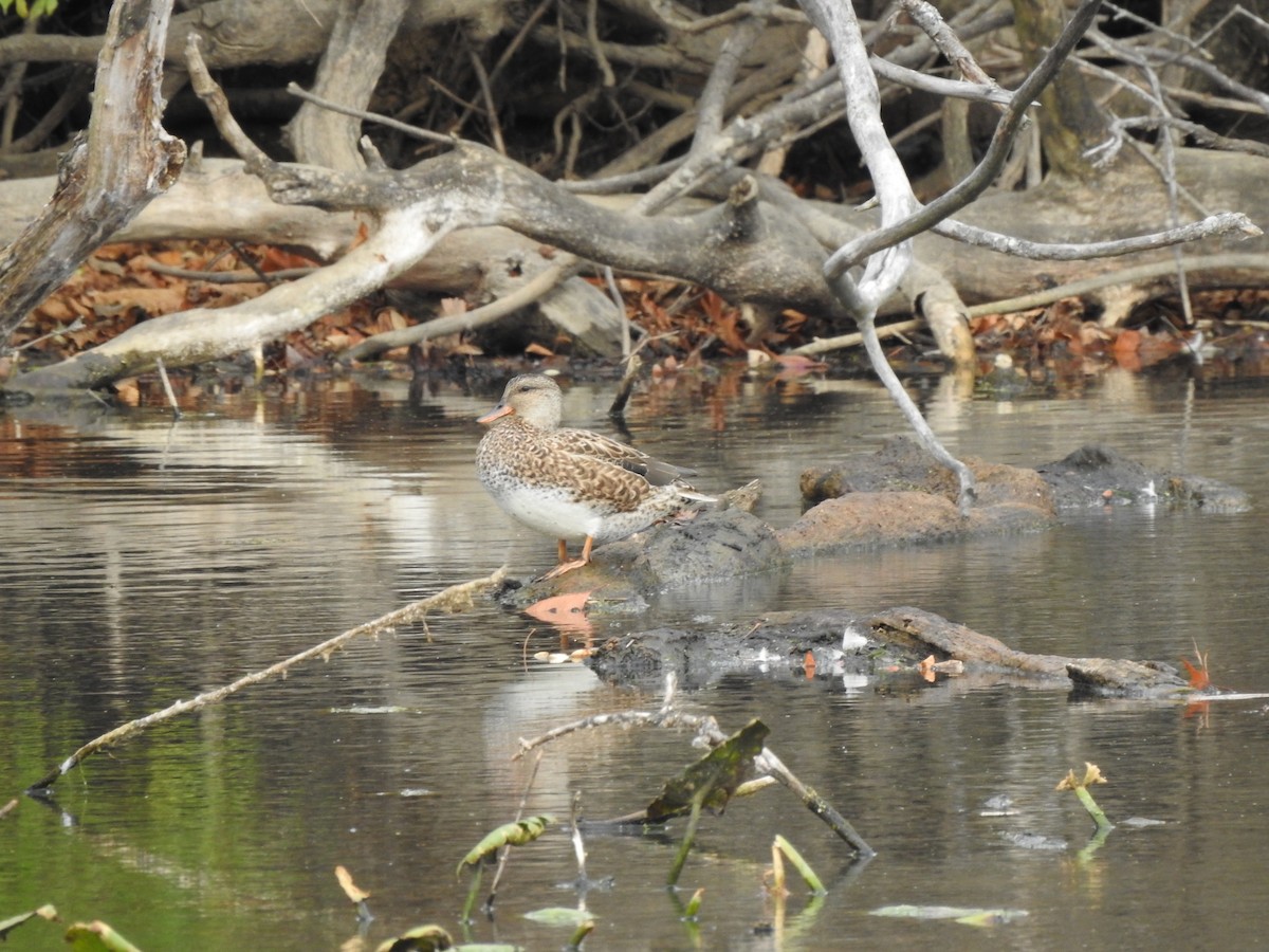 Gadwall - ML501281881