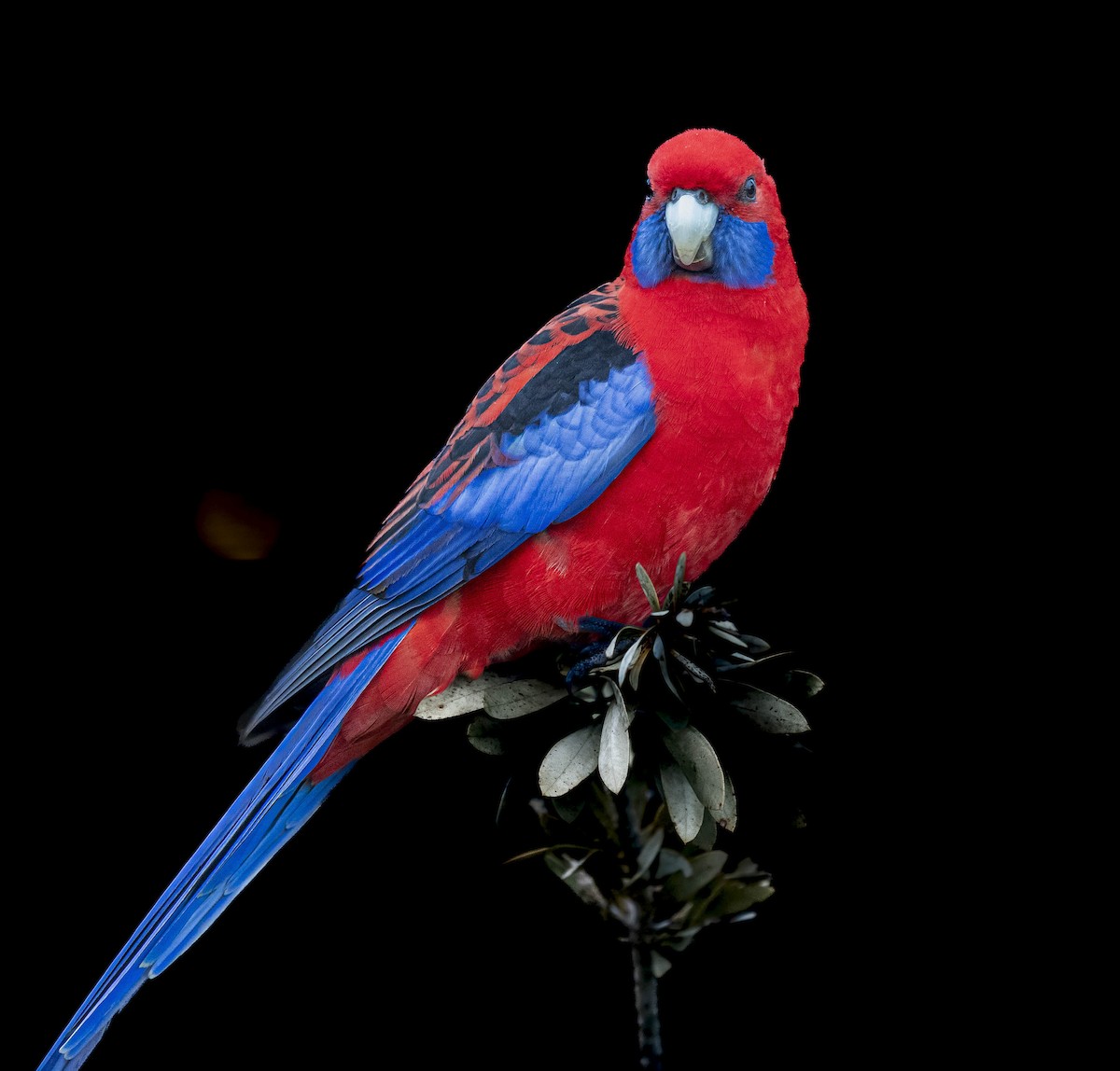 Crimson Rosella - ML501282361