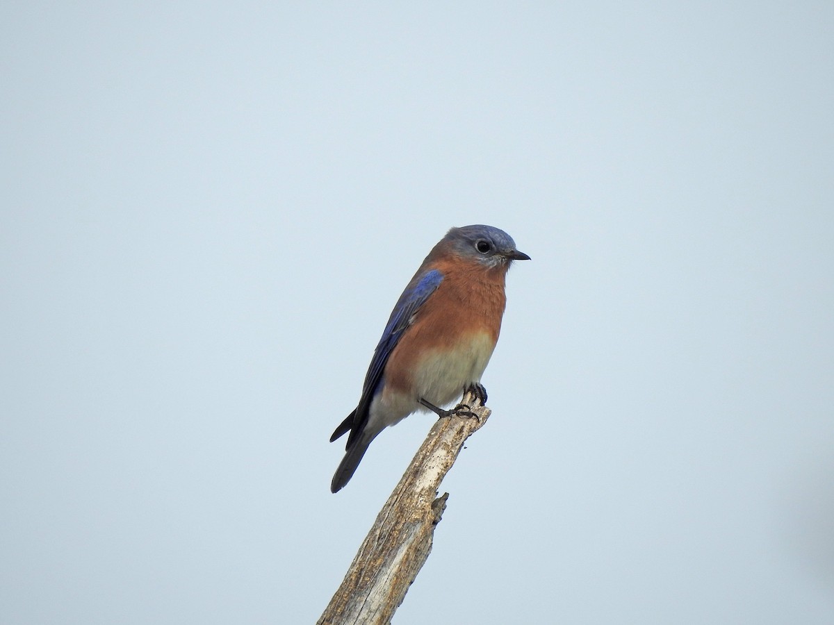 Eastern Bluebird - ML501282411