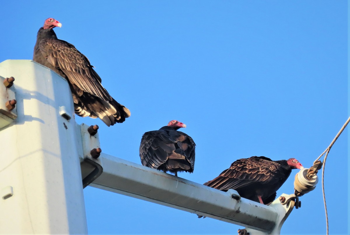 Turkey Vulture - ML501282511