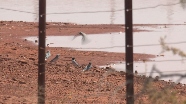 Masked Woodswallow - ML501282591