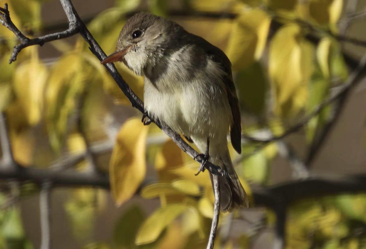 Willow Flycatcher - ML501283241