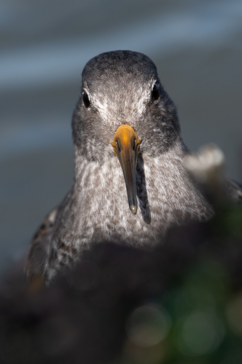 Rock Sandpiper (tschuktschorum) - ML501283851