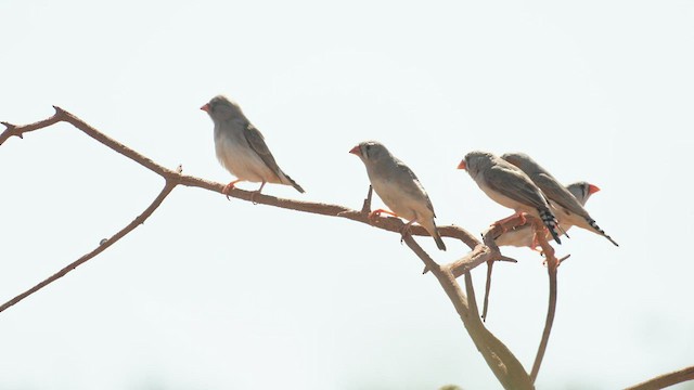 Zebra Finch (Australian) - ML501284351