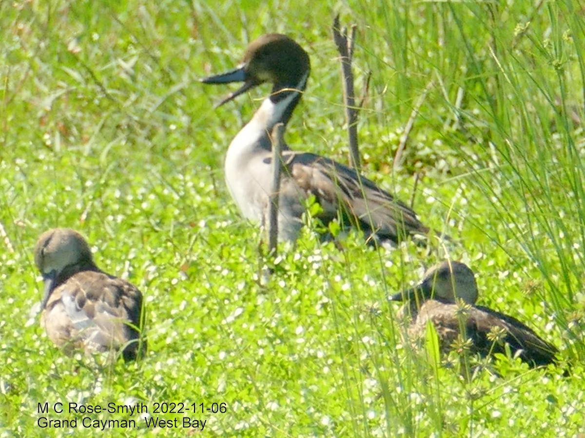 Northern Pintail - ML501286691