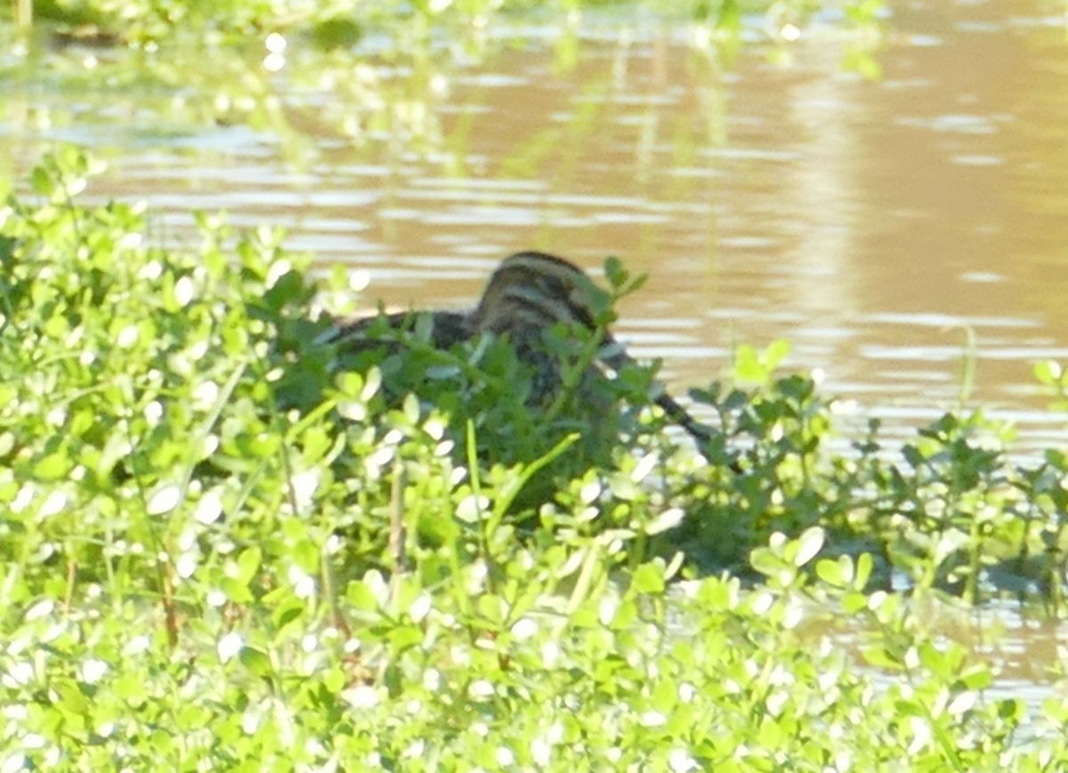 Wilson's Snipe - ML501286991