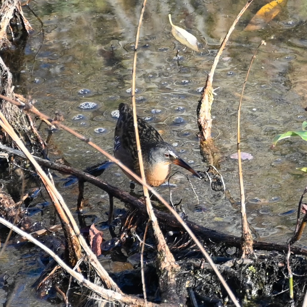 Virginia Rail - ML501287371