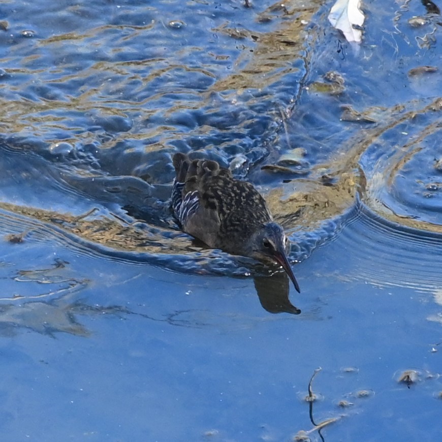 Virginia Rail - ML501287391