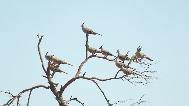 Crested Pigeon - ML501288371