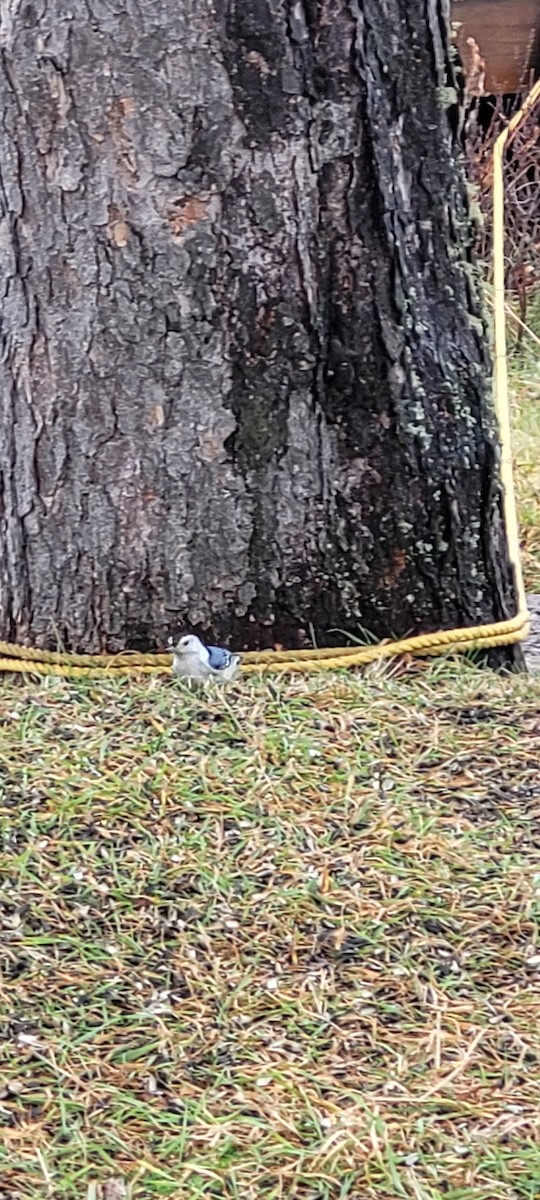 White-breasted Nuthatch - Jean Desrosiers