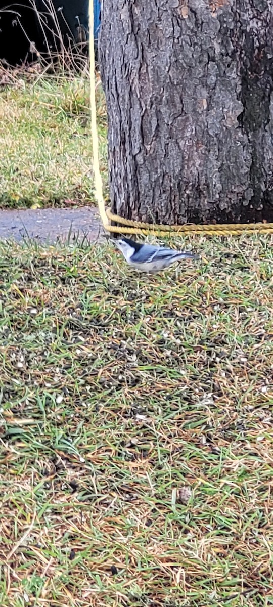 White-breasted Nuthatch - Jean Desrosiers