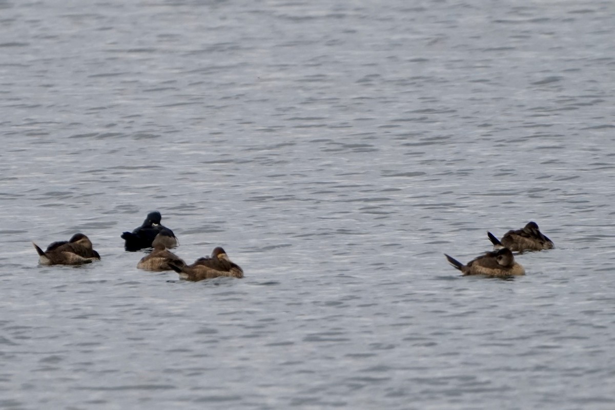 Ruddy Duck - ML501288801