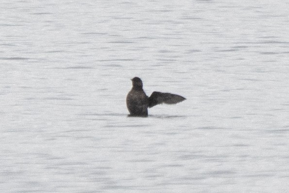Marbled Murrelet - Kalpesh Krishna