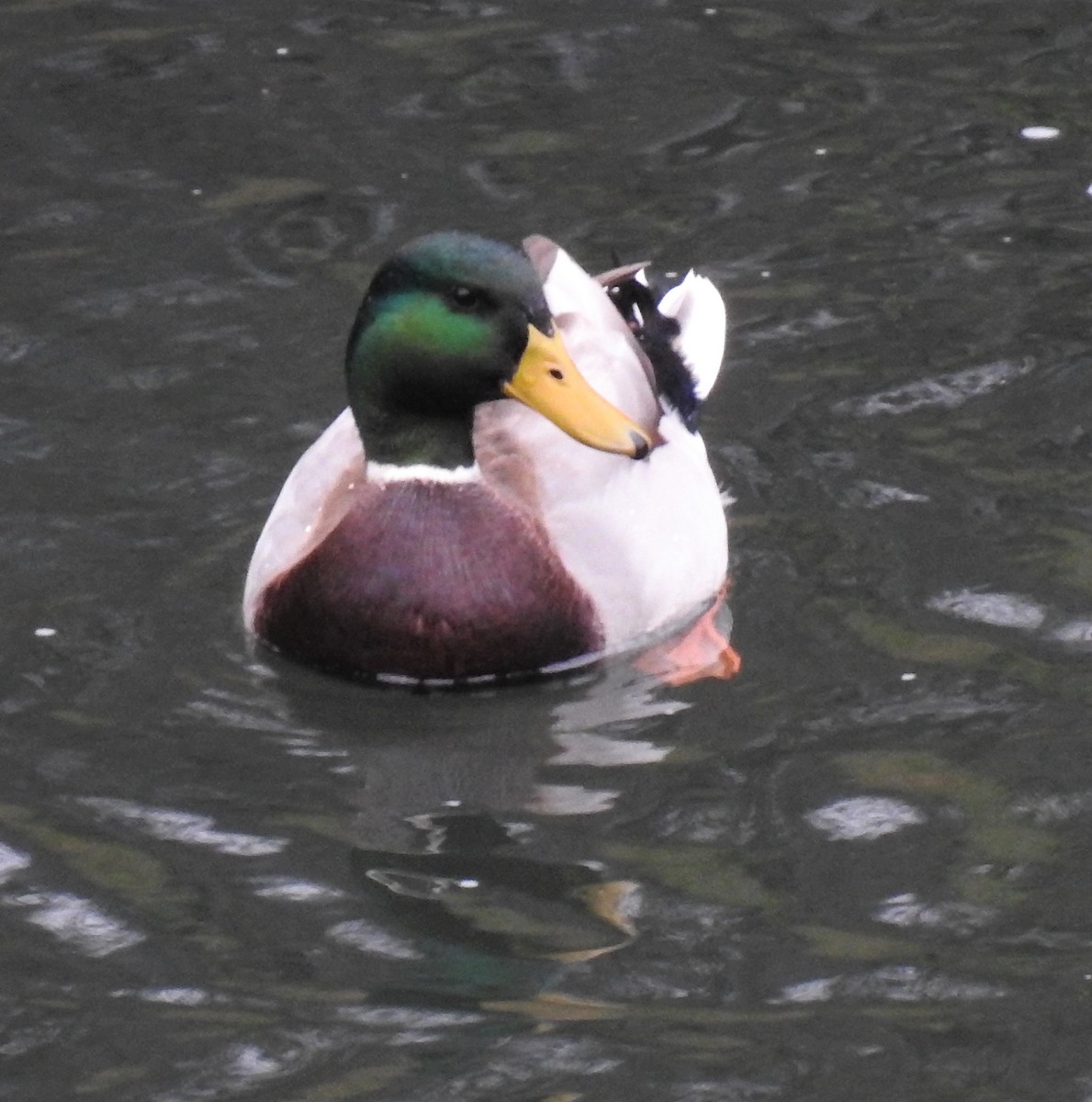 Canard colvert - ML501289591