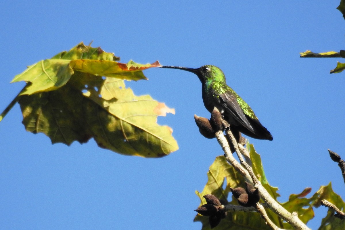 Green-breasted Mango - ML501290131