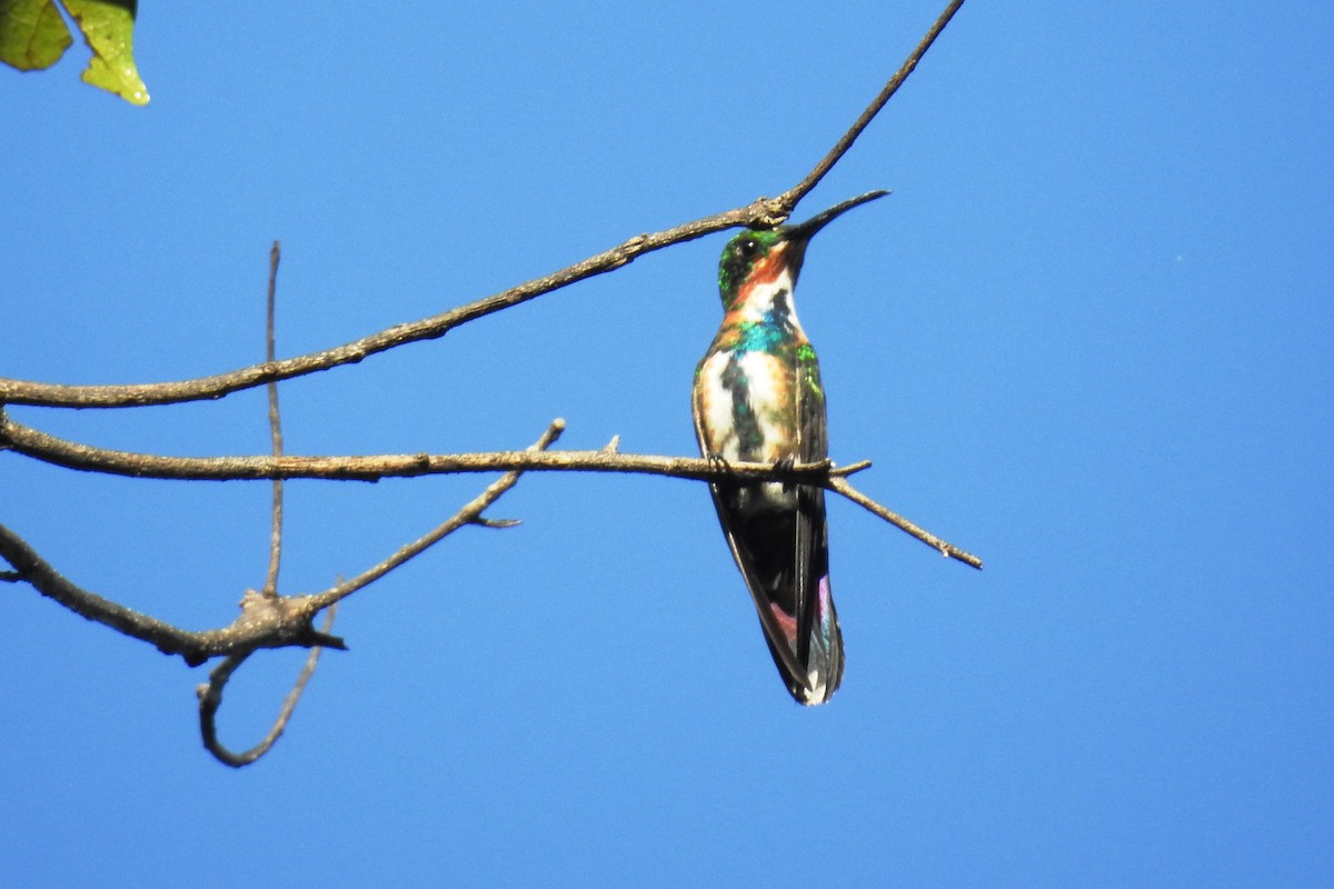 Green-breasted Mango - ML501290141