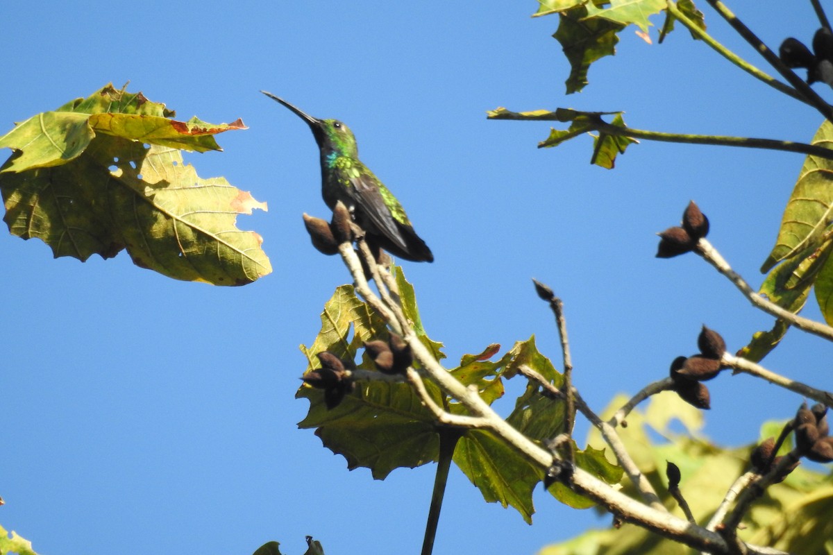 Green-breasted Mango - ML501290151