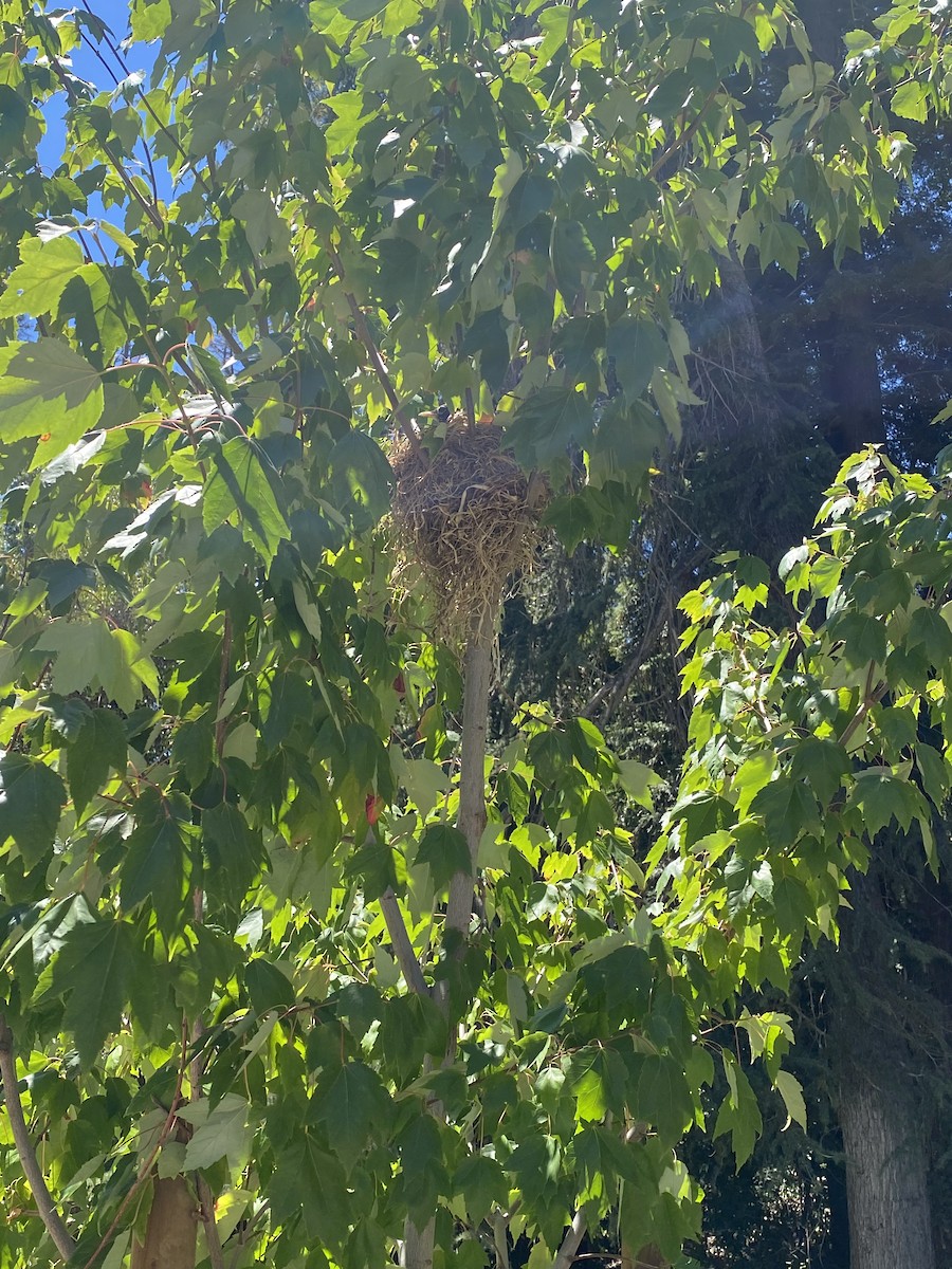 American Robin - ML501290171