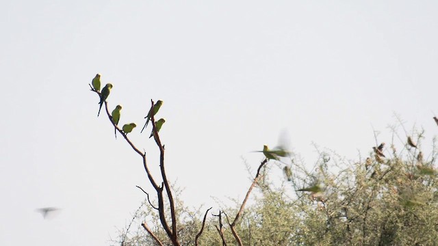 Budgerigar - ML501290651