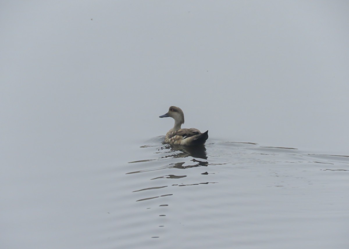 Crested Duck - Arthur Gomes