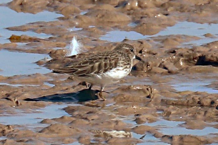 Wiesenstrandläufer - ML501293941