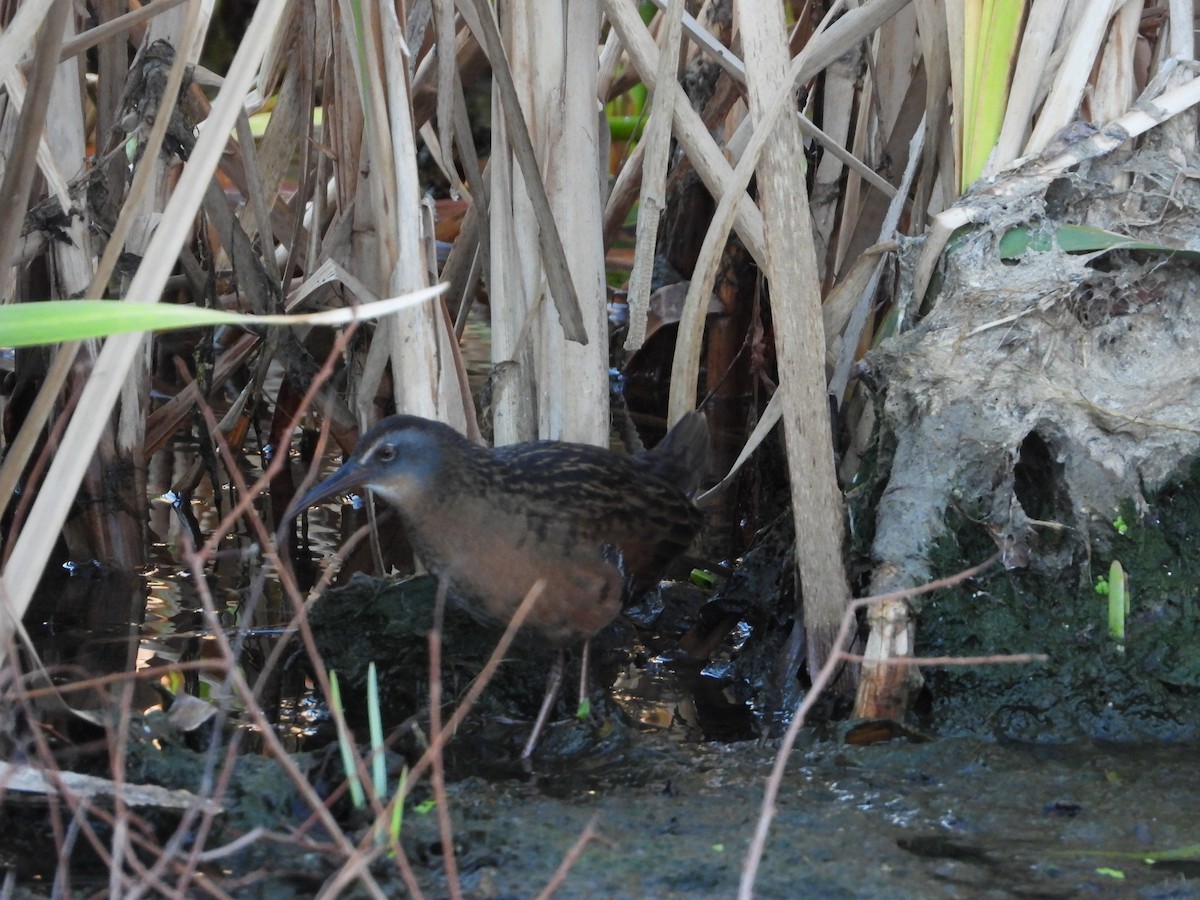 Virginia Rail - ML501294511