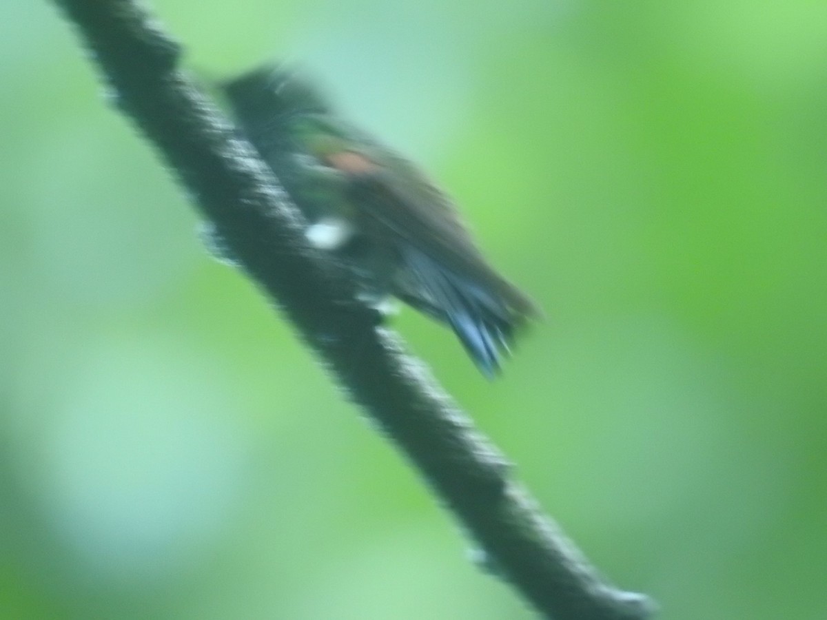 Blue-tailed Hummingbird - ML501294681