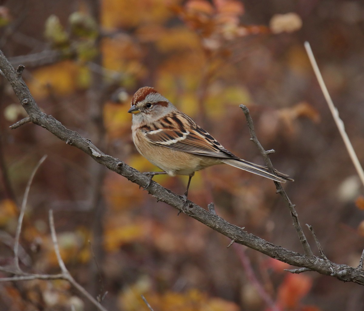 American Tree Sparrow - ML501294841