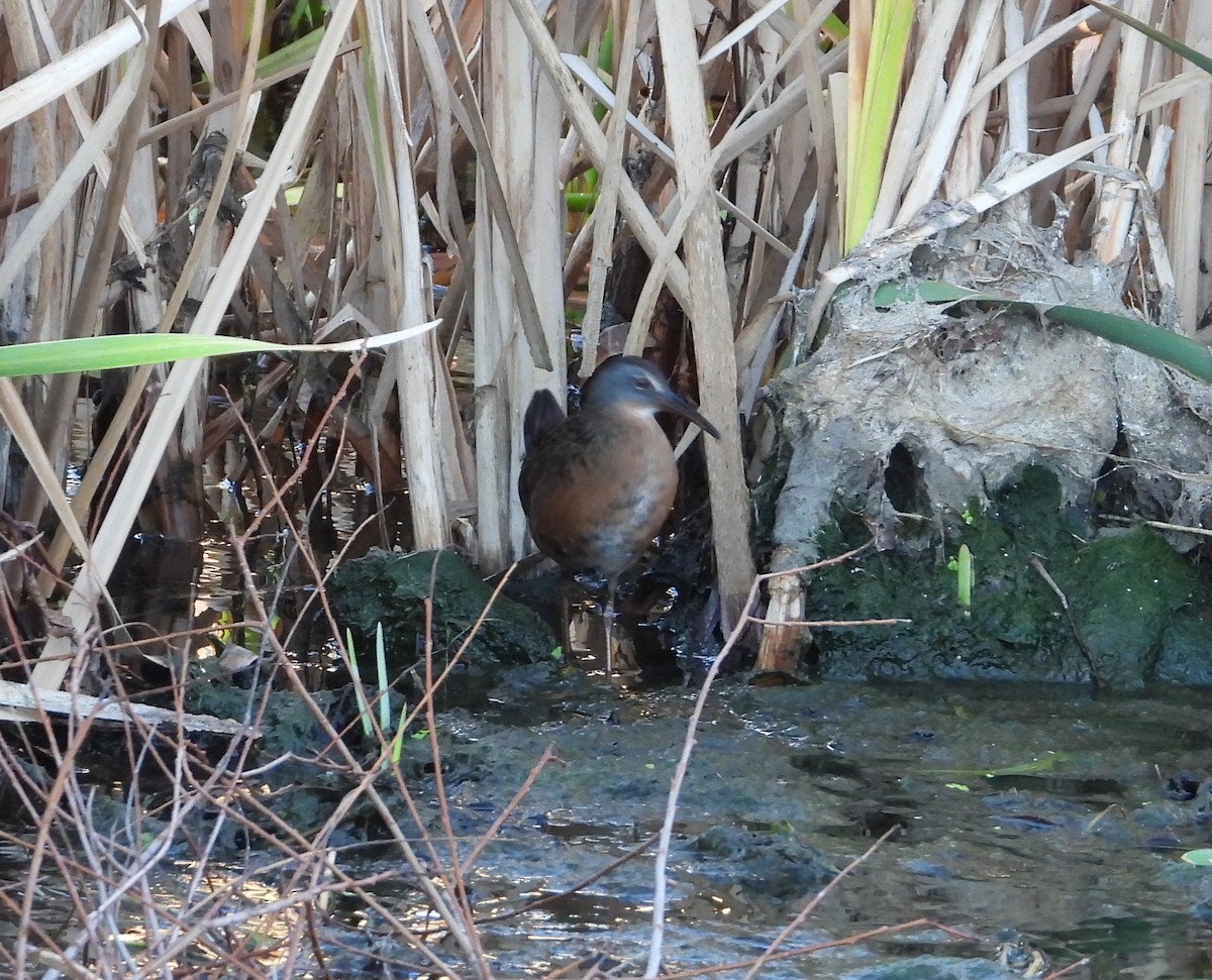 Virginia Rail - ML501295261