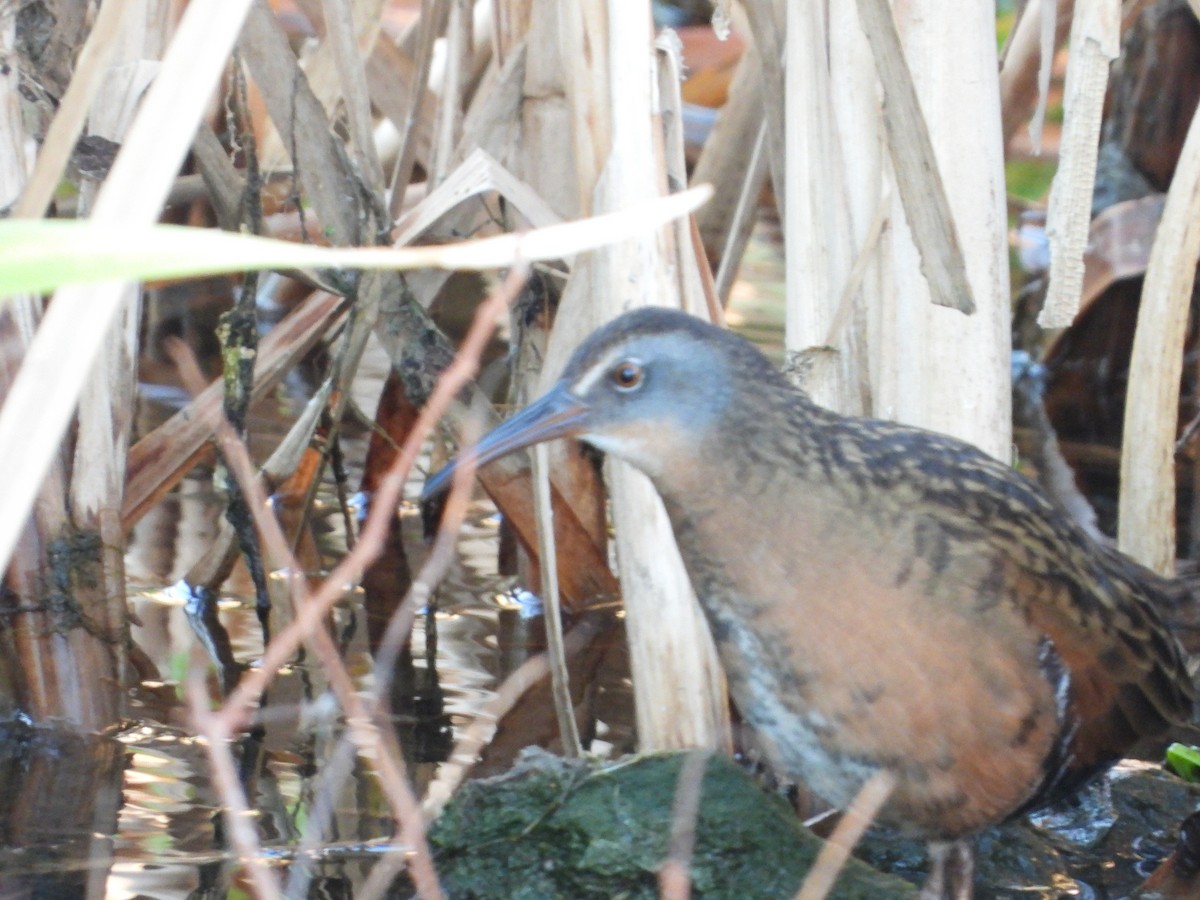 Virginia Rail - ML501295981