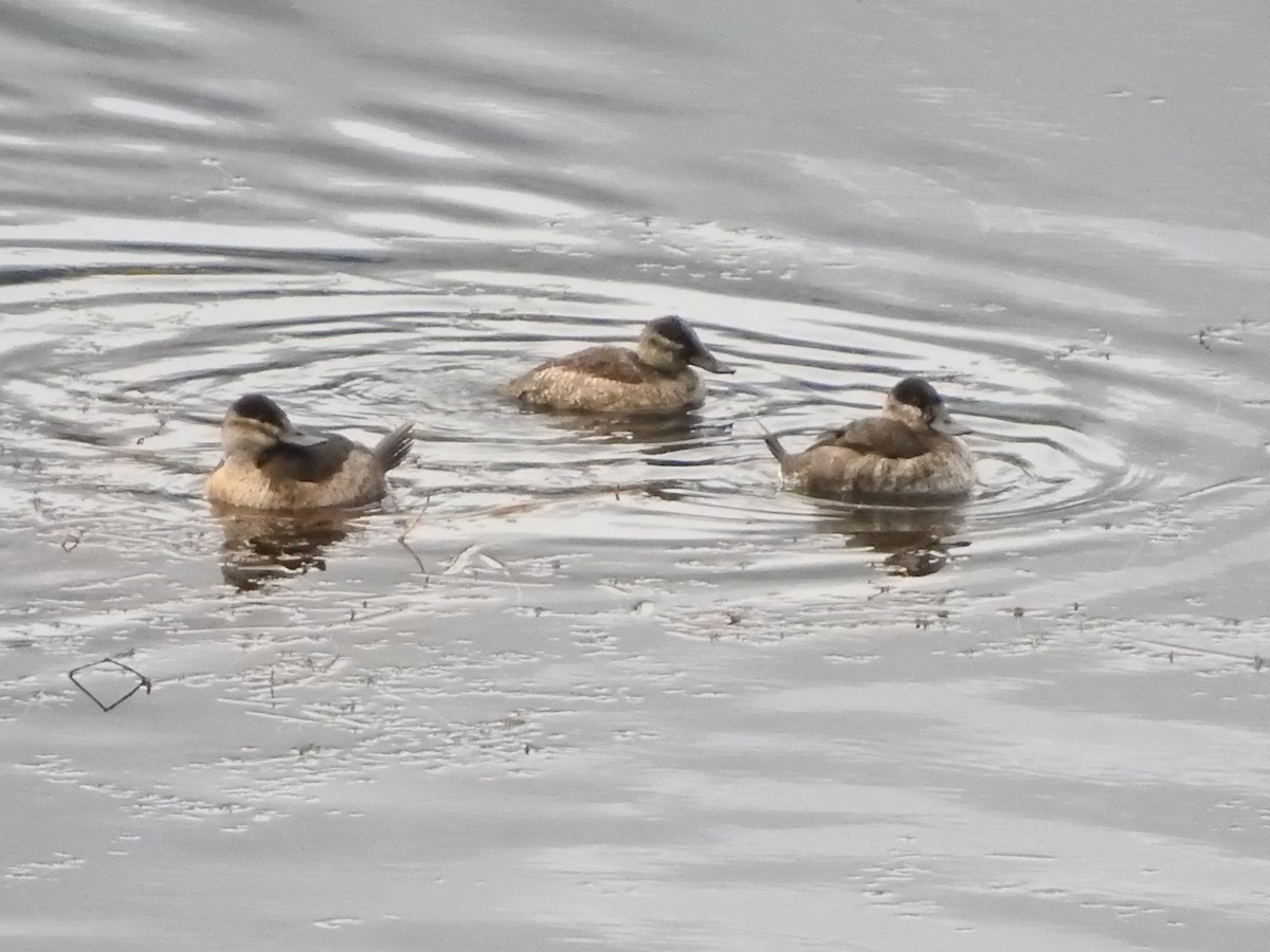 Ruddy Duck - ML501296351