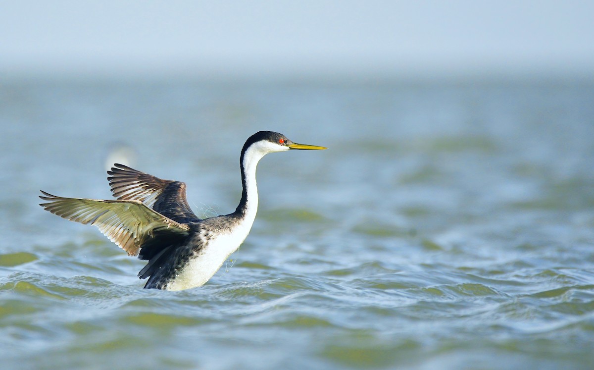 Western Grebe - ML501296411