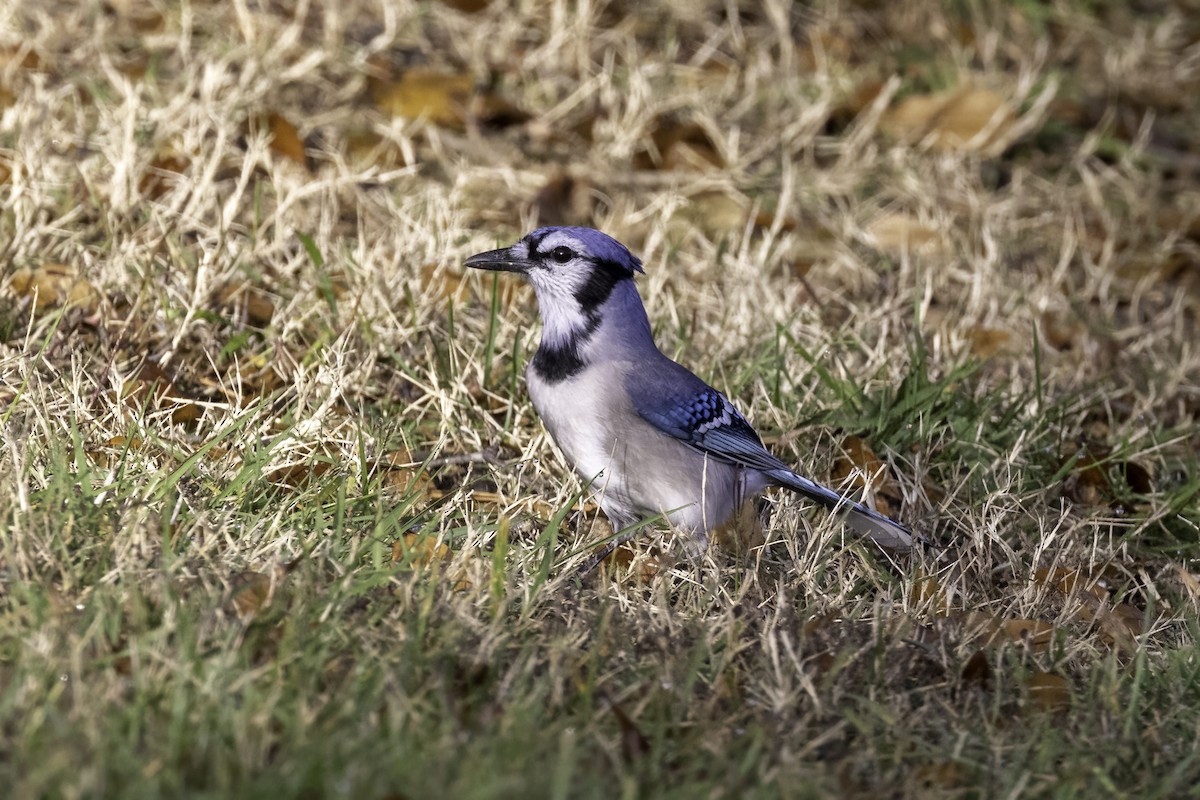 Blue Jay - ML501296591