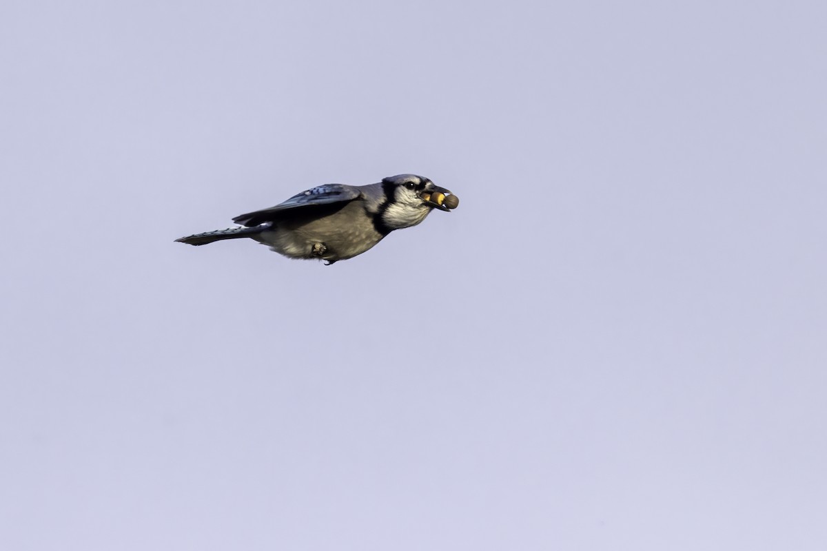 Blue Jay - ML501296601