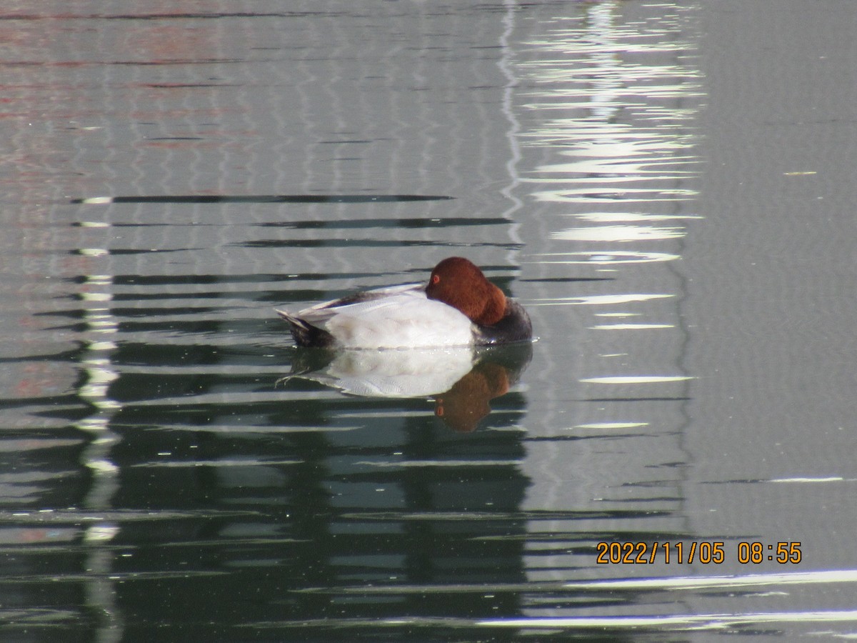 Common Pochard - ML501296821