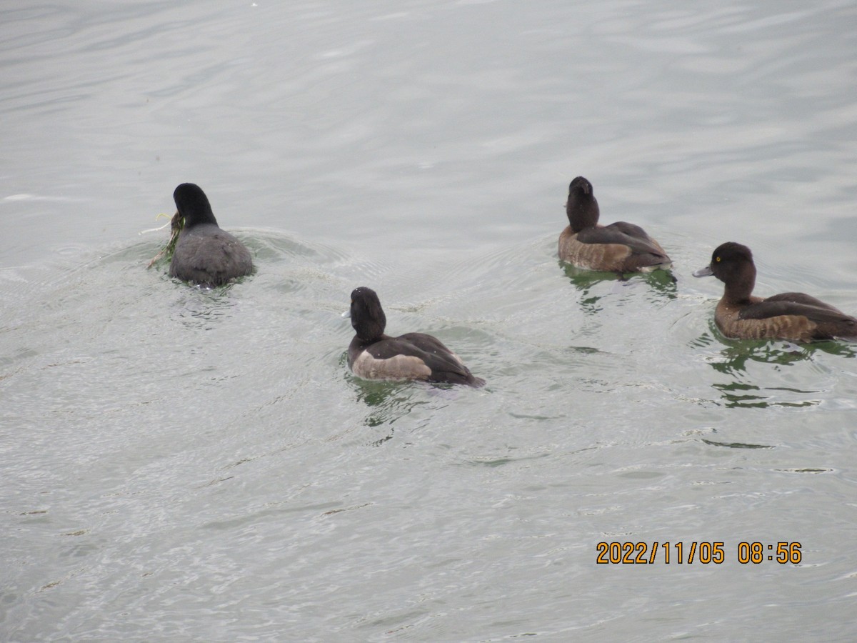 Tufted Duck - ML501296941