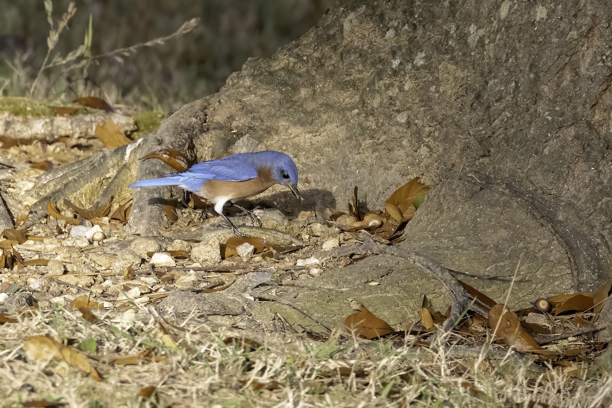 Eastern Bluebird - ML501297111