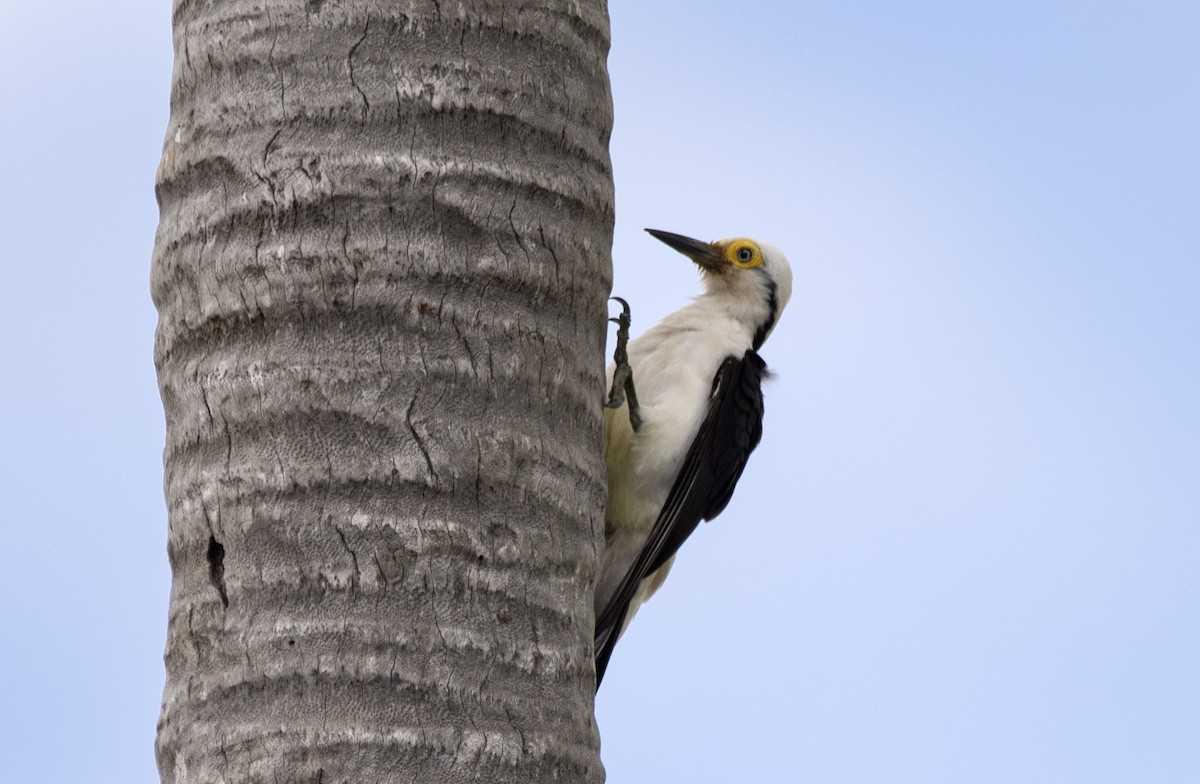 White Woodpecker - Eduardo Vieira 17